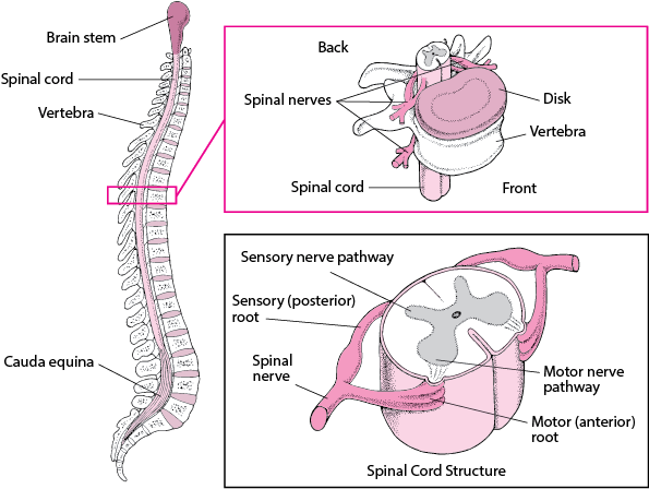 Spinal